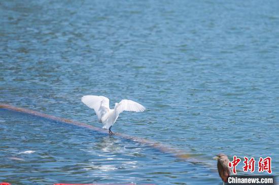 一只白鹭和翠鸟在贵阳市观山湖公园湖面栖息。唐哲 摄