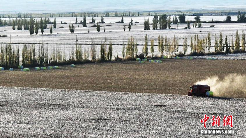 新疆托克遜縣萬畝棉花開始機械采摘