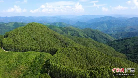 图为该行支持的扶绥县国家储备林项目。