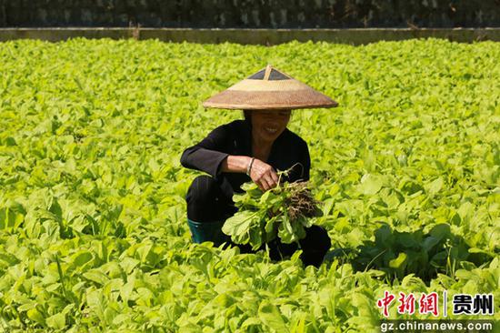 贵州三穗县长吉镇贵秧村高标准农田制种水稻栽种基地，百余名工人正有条不紊地将榨菜苗移栽到基地里。