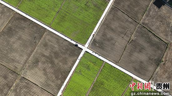 贵州三穗县长吉镇贵秧村高标准农田制种水稻栽种基地，趁着秋日好时光，百余名工人正有条不紊地将榨菜苗移栽到基地里。