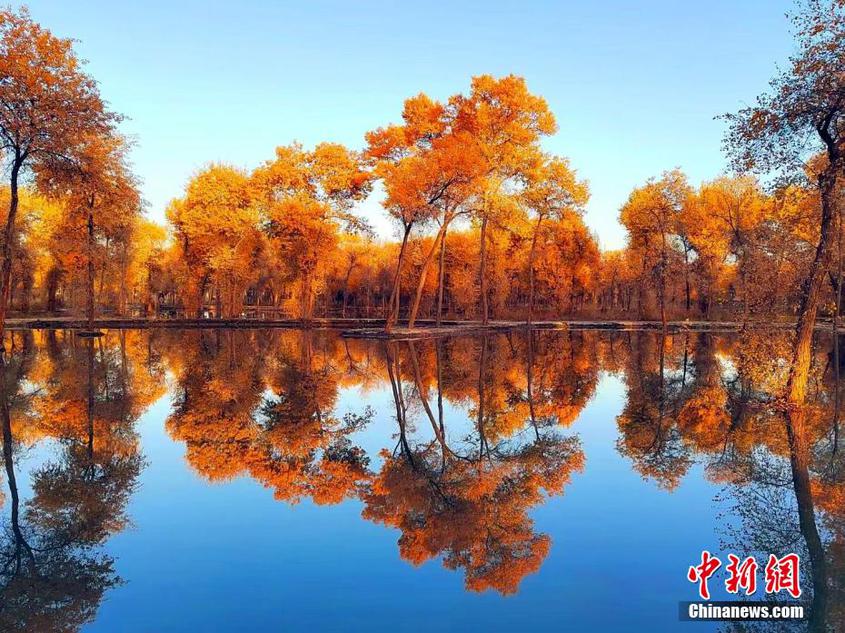 金秋十月新疆阿瓦提县胡杨迎来最美时节