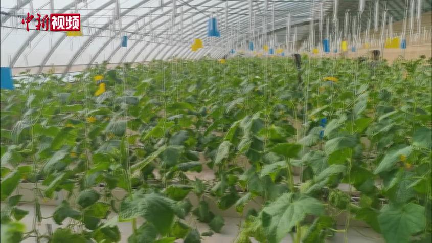 科技賦能“綠色田野”：喀什戈壁灘長出“果蔬工廠”