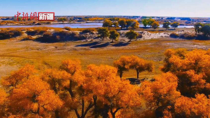 新疆乌什：托什干河沿岸秋色美