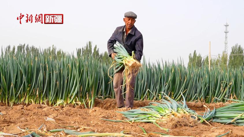 新疆库车：蔬菜采收忙 产业振兴旺