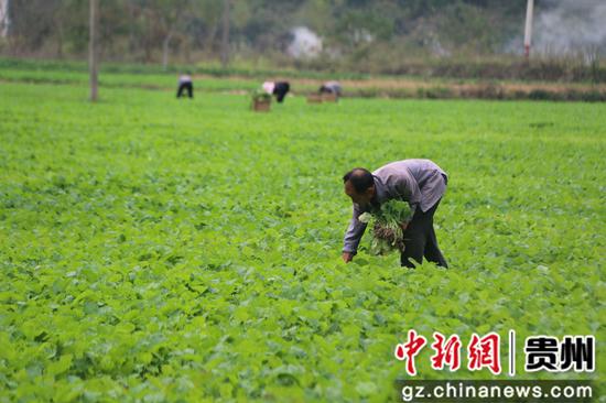 贵州沿河：栽下油菜苗 让冬闲田“绿色过冬”