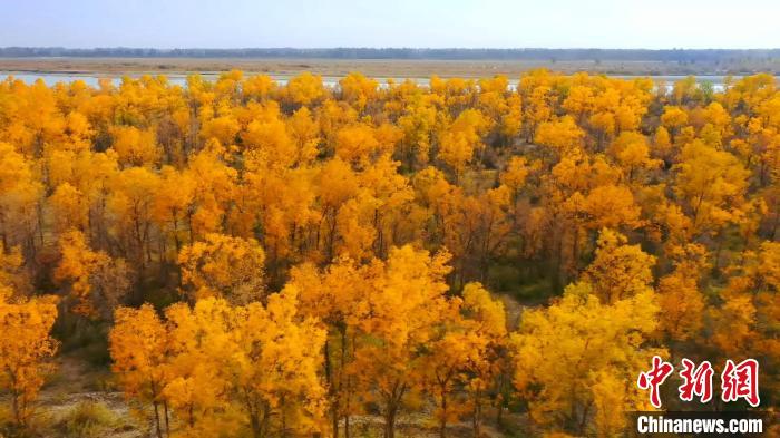 新疆莎車縣葉爾羌河畔10萬畝胡楊林“金”艷來襲