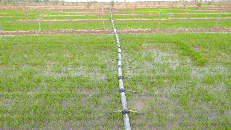 新疆伽师县：高效节水灌溉 助力农业提质增效