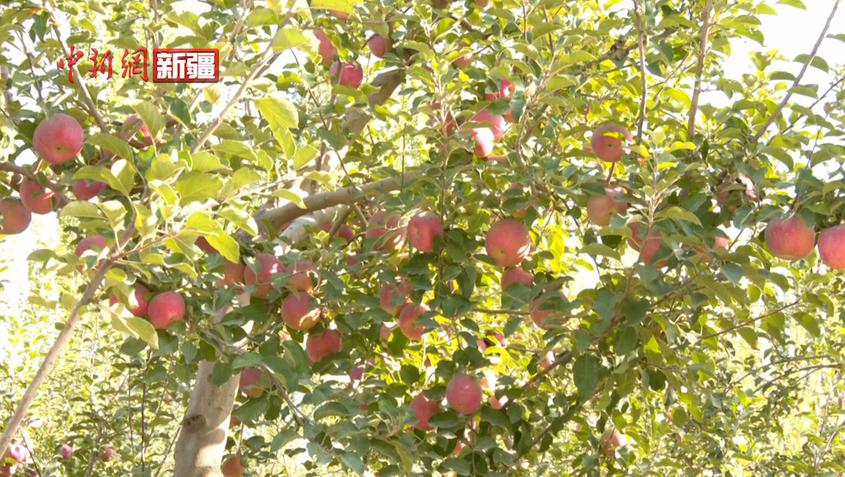 新疆阿克苏市：苹果飘香采收忙 映出金秋好“丰”光 