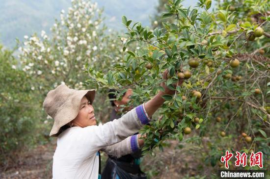 在贵州省从江县谷坪乡银下村油茶林基地，村民在采摘油茶果。吴德军 摄