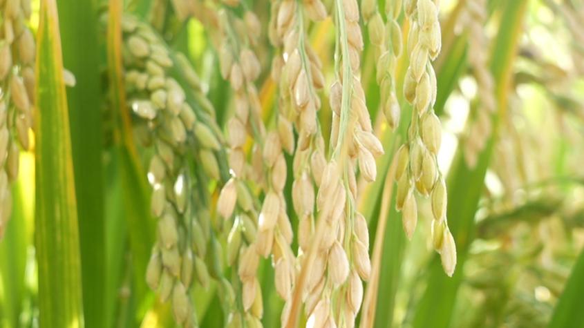 新疆昆玉市3000余亩水稻进入成熟期