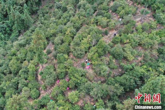 在贵州省从江县谷坪乡银下村油茶林基地，村民在采摘油茶果(无人机照片)。吴德军 摄