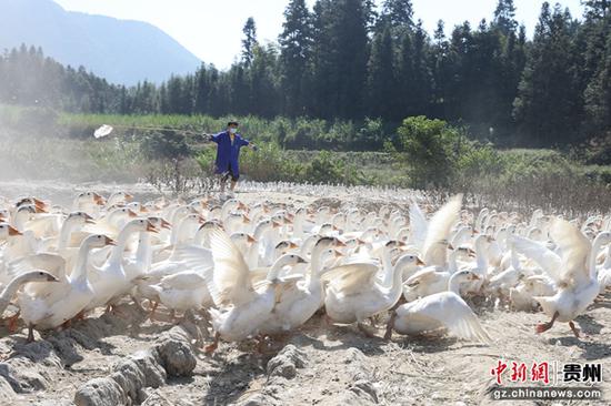 贵州锦屏：掀起生态鹅养殖热潮 带农致富
