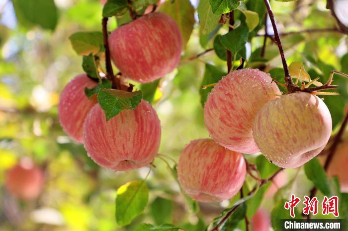 新疆庫車市：蘋果滿枝頭 果農喜豐收