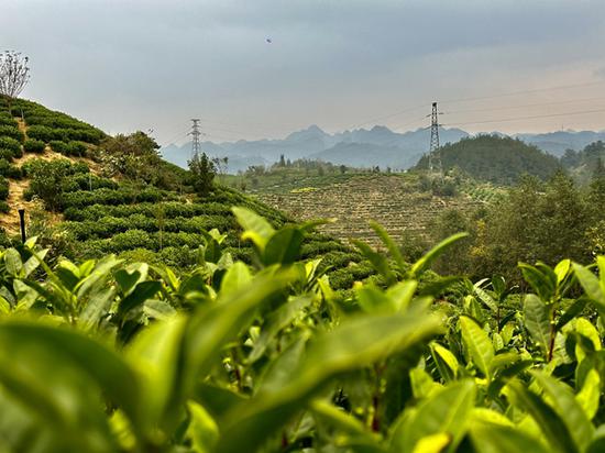 茶山上生长茂盛的茶叶