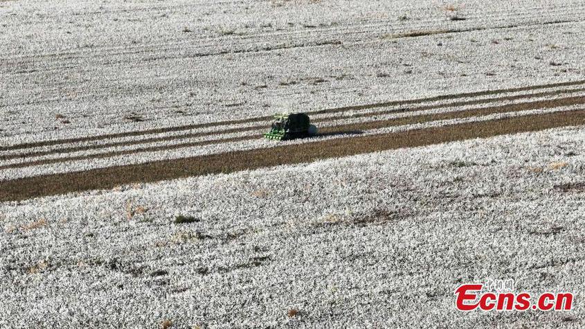 A machinery picker collects cotton in a field in Toksun County, northwest China's Xinjiang Uyghur Autonomous Region, Oct. 17, 2023. (Photo: China News Service/Liu Yanmin)