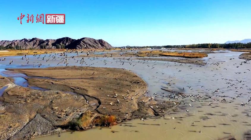 新疆烏什：托什干河濕地迎來大批遷徙候鳥