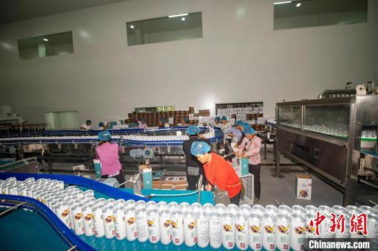 工人在贵州从江县一家公司的百香果气泡水车间生产线上忙碌。吴德军 摄