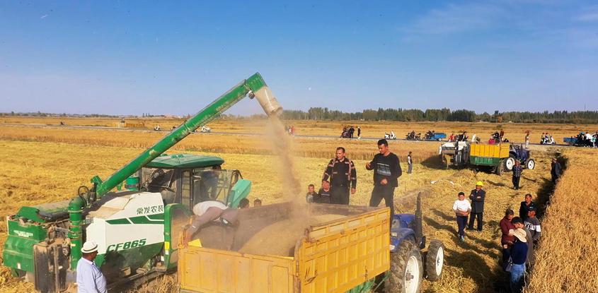 新疆和田：盐碱地种出高产水稻 亩产达773公斤