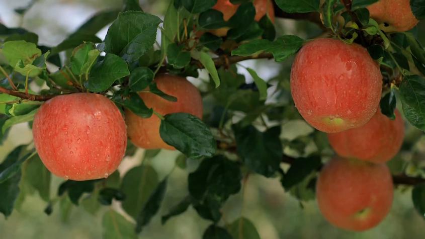 新疆阿克苏地区：48万亩苹果成熟上市