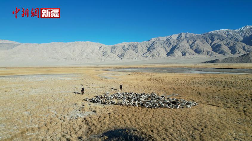 新疆：32萬頭牲畜翻山越嶺轉場 民警化身“羊倌兒”保駕護航