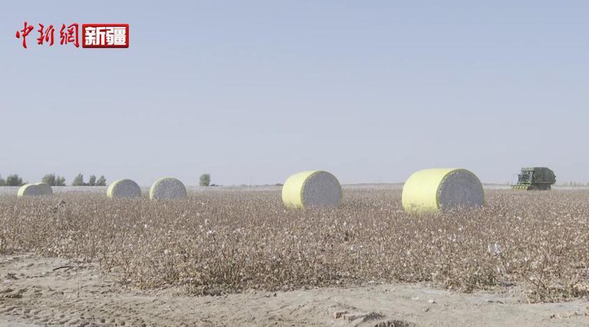 “电管家”护航吐鲁番7.7万亩棉花丰收采摘
