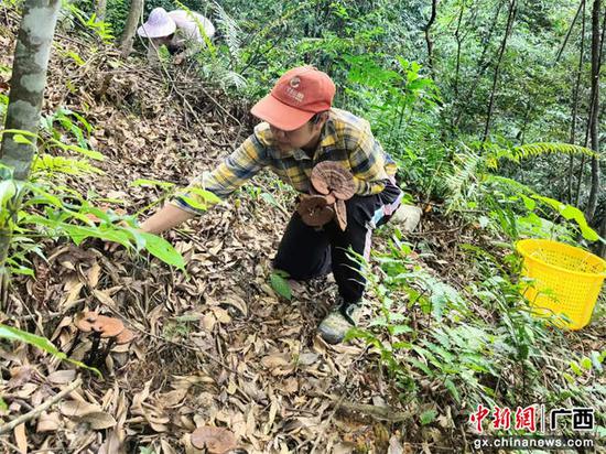 图为黄胆村农户采摘灵芝。张真  供图