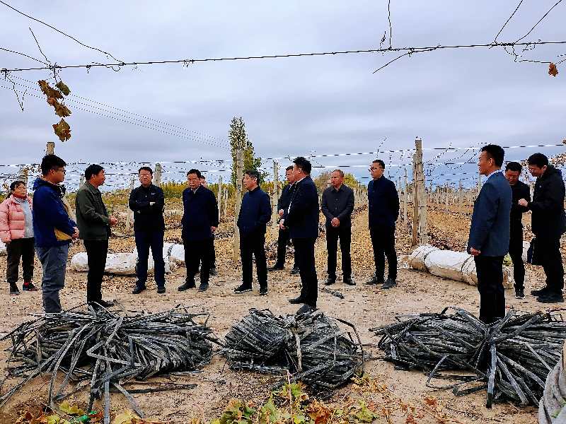 河南省商丘市供销合作社来一四九团考察葡萄产业