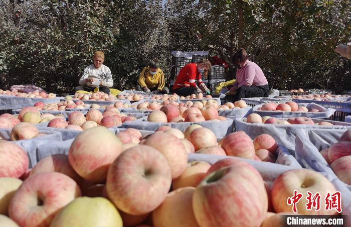 图为新疆泽普县果农正在采摘丰收的苹果。冶小平 摄