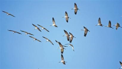 候鳥遷徙季 烏魯木齊珍稀鳥類頻“現身”