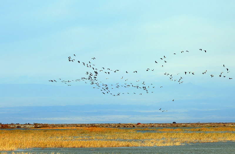 候鸟灰鹤翩翩起舞新疆艾比湖