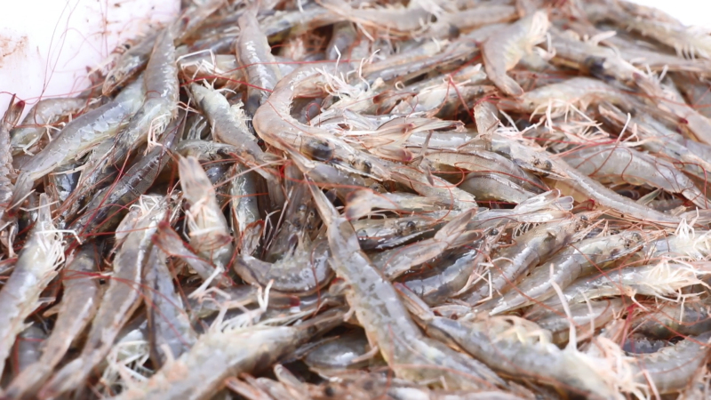 新疆疏附縣首批南美白對蝦成功上市