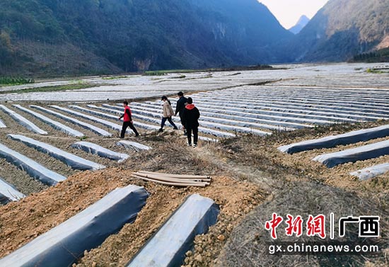 岑家峰(前)带领村两委实地调研烟叶种植基地。潘振乐 摄 岑家峰(前)带领村两委实地调研烟叶种植基地。潘振乐 摄