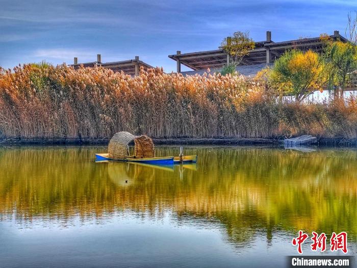 新疆博斯腾湖深秋万亩芦苇迷人景象似江南水乡