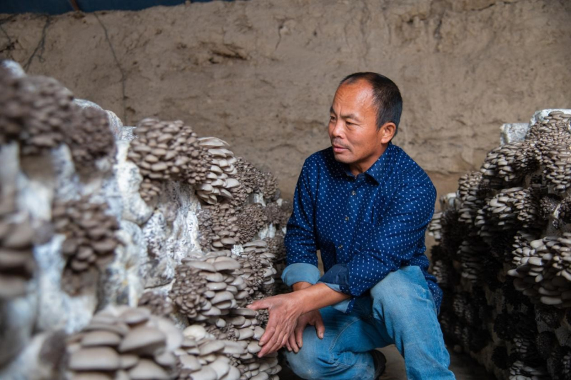 新疆精河縣阿合其農場：朵朵蘑菇開出“致富花”