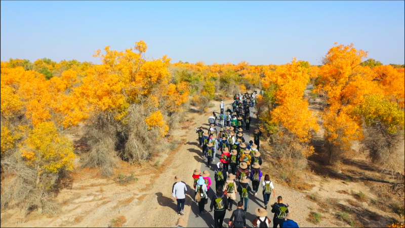 秋天一定要去看看大漠戈壁之上的胡杨林，被誉为“不死神树”。

