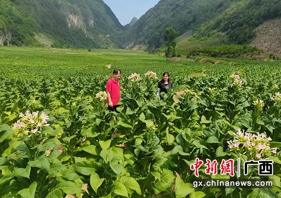 岑家峰（左一）在烟田查看烟叶长势情况，并督促烟农做好摘花抹杈打顶事宜。颜新宁 摄