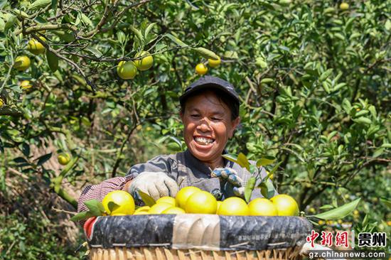 11月1日，村民在贵州省黔南布依族苗族自治州罗甸县龙坪镇顶访村脐橙种植基地采收脐橙。