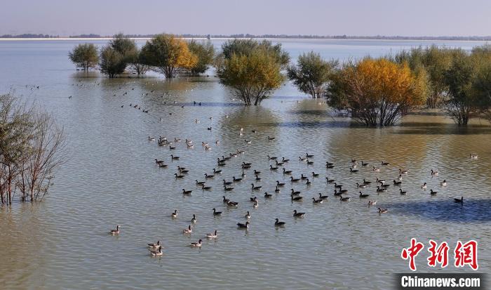 近萬只候鳥棲息新疆巴音溝河