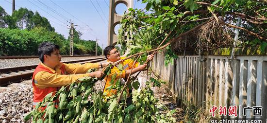 图为玉林工务段职工在巡查中发现和处理侵线的危树危竹。李慕传 摄