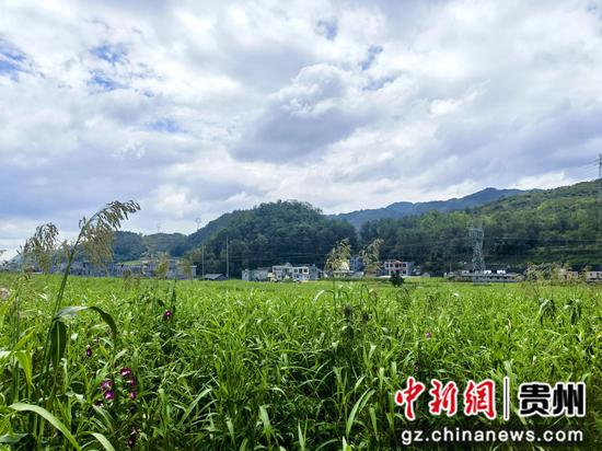 兴仁市薏仁米种植基地 兴仁市薏仁米种植基地