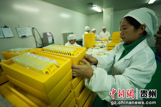 10月31日，工人在进行天麻粉的包装。周训贵摄