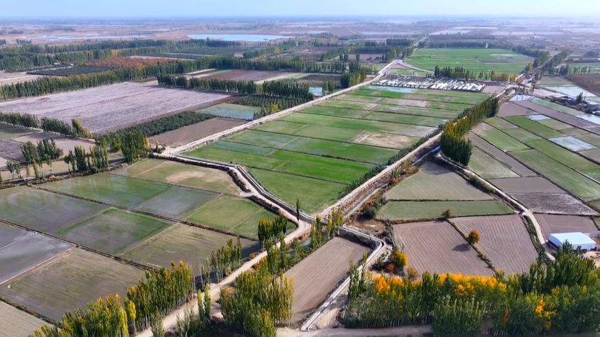 新疆阿克苏：冬小麦“喝足”冬灌水 安全越冬有保障