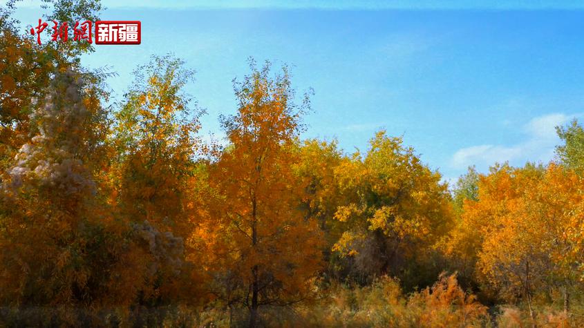 新疆伽师：秋色爆表 美景一览无余