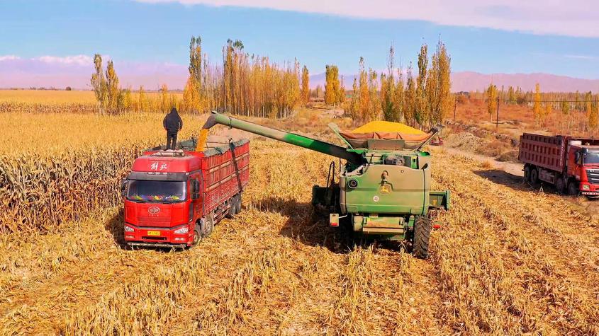 新疆拜城縣58.33萬畝玉米喜豐收?遍地金黃滿糧倉