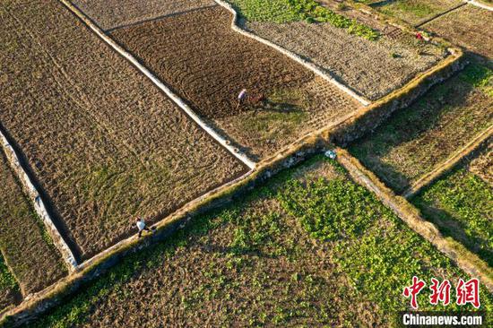 贵州省从江县洛香镇上皮林村的农民在田间种植油菜苗(无人机照片)。吴德军摄