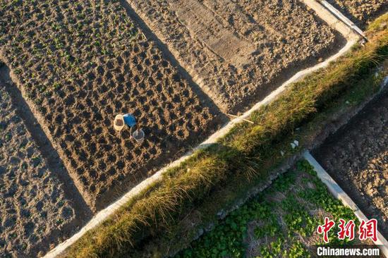 贵州省从江县洛香镇上皮林村的农民在田间种植油菜苗(无人机照片)。吴德军摄