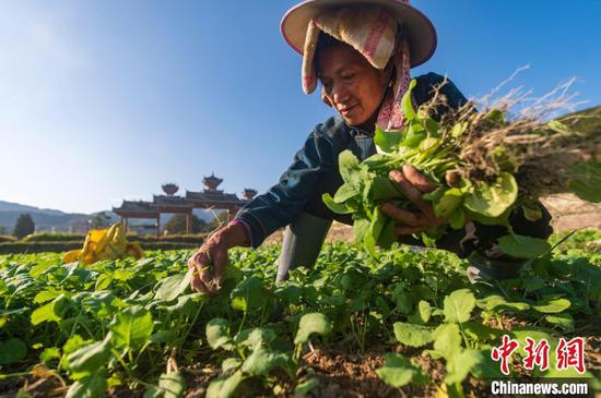 11月6日，贵州省从江县洛香镇上皮林村的农民在田间移栽油菜苗。吴德军摄