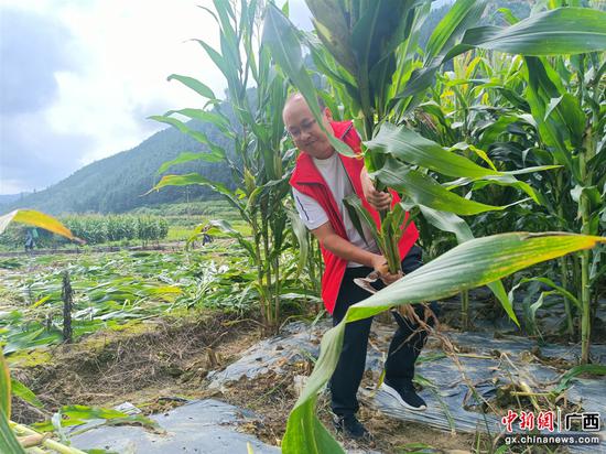 图为驻村工作队员帮助群众收割玉米。