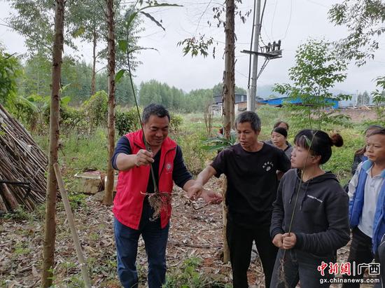 广西壮族自治区药用植物园副主任技师林伟老师现场教学。
